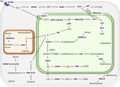 Redox regulation of enzymes involved in sulfate assimilation and in the synthesis of sulfur-containing amino acids and glutathione in plants